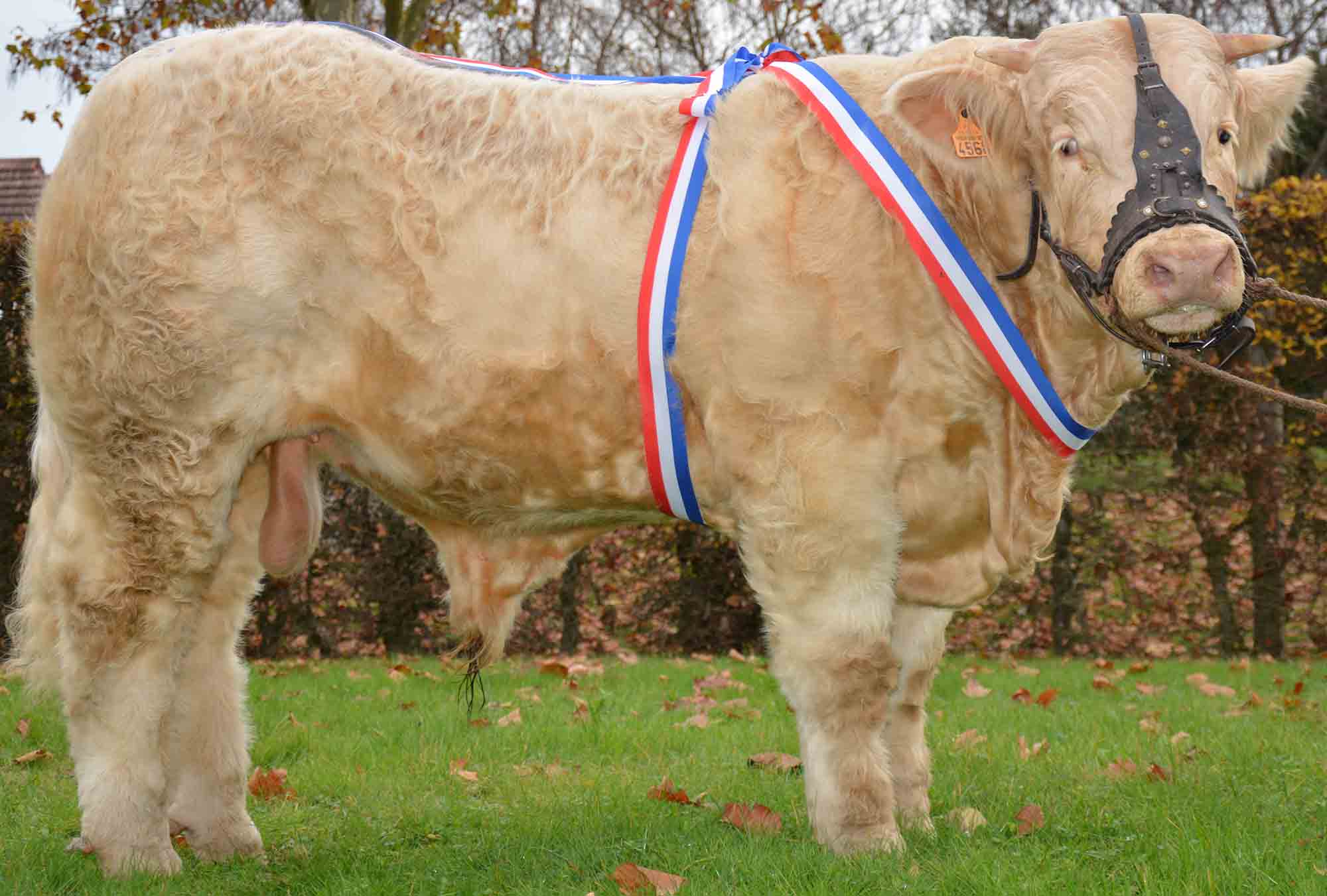 Concours Charolais Moulins