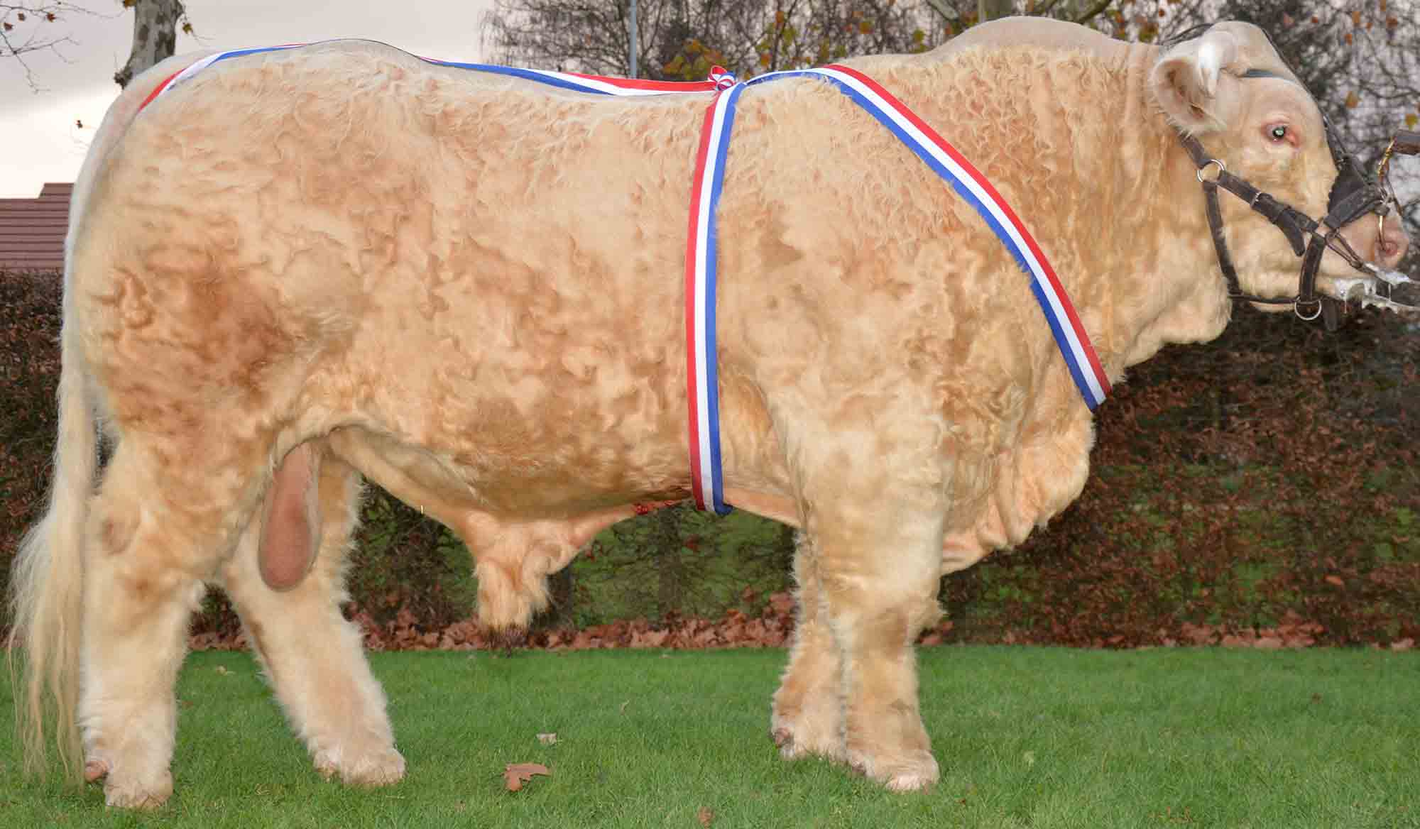 Concours Charolais Moulins