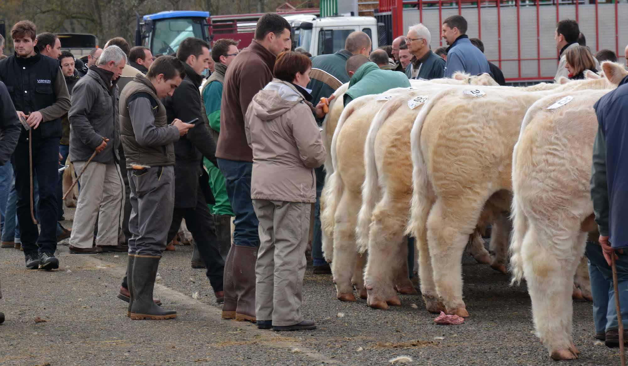 Concours Charolais Moulins